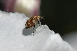 Carpet bug on a wthite material