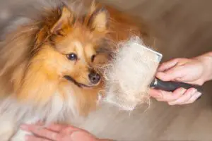Grooming a dog with a brush