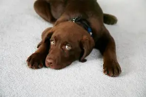 Brown puppy on a carpet