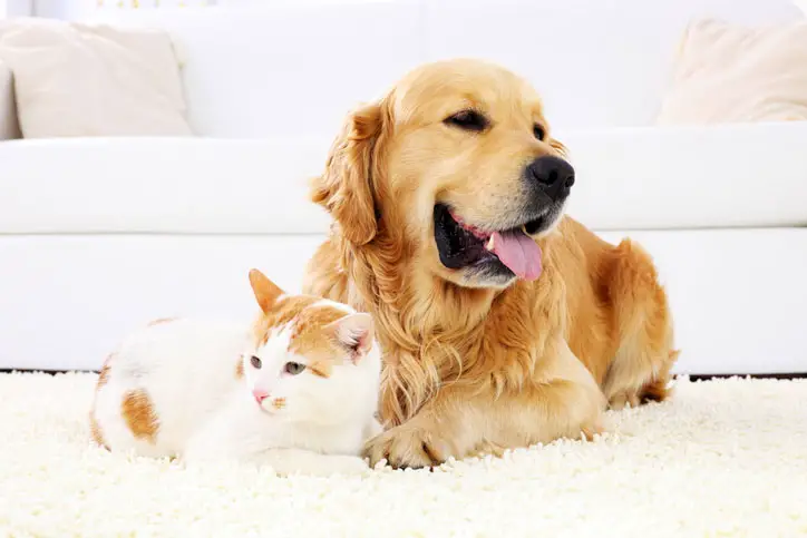 Dog and cat on a white carpet
