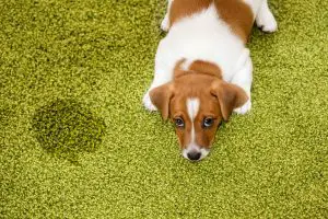 Dog on a green carpet with a wet spot