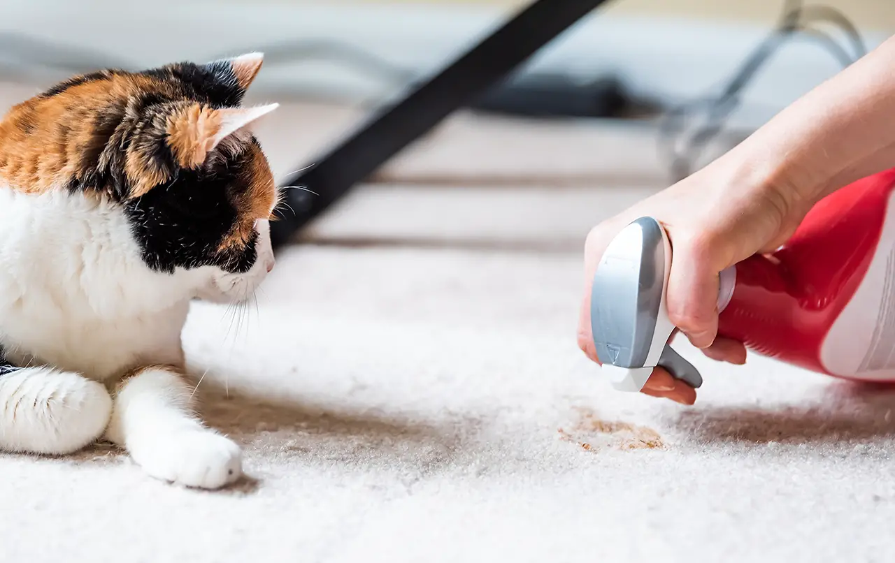 Spraying a carpet near a cat