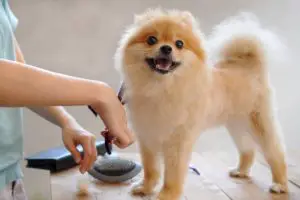 Little dog with a brush