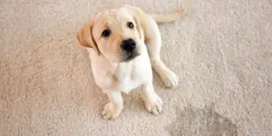 Little puppy and a wet carpet