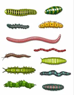 various maggots drawing